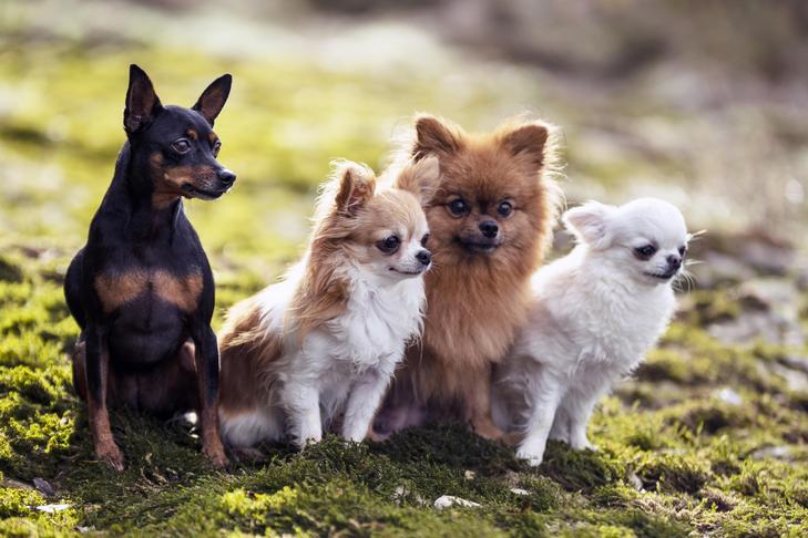 How to Care for Your smallest dogs