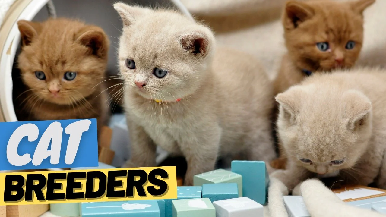 How to Choose the Right cat breeder byron for Your Needs