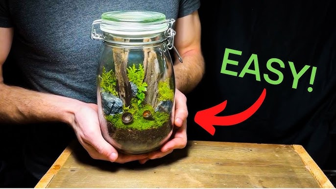 A Beginner's Guide to moss terrarium